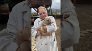 Щенка амбулли 2 месяца. Прогулка. Рецепт маринада с #аусси #кроличьятакса #американскийбулли #ДРТ