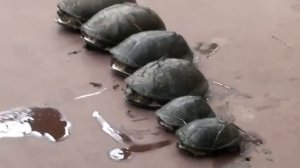 Речная черепаха /  Водяная черепаха / Панцирная черепаха/ Черепаха.