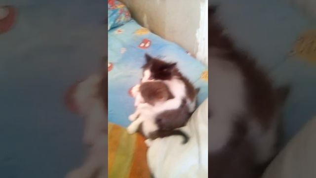 Дикие котята смотреть онлайн