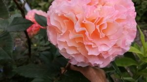 Августейшая Августа Луиза от Тантау#августалуизароза