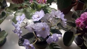 СОХНУТ БУТОНЫ У ФИАЛКИ  !  ОСНОВНЫЕ ПРИЧИНЫ !