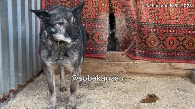Собака замерзает в приюте! Помогите спасти Герду! Приют «Щербинка». Проект @sobakauzao. 89055523195