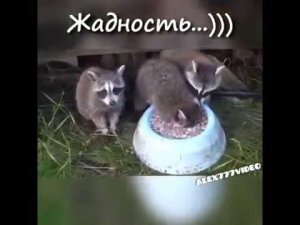 жадность