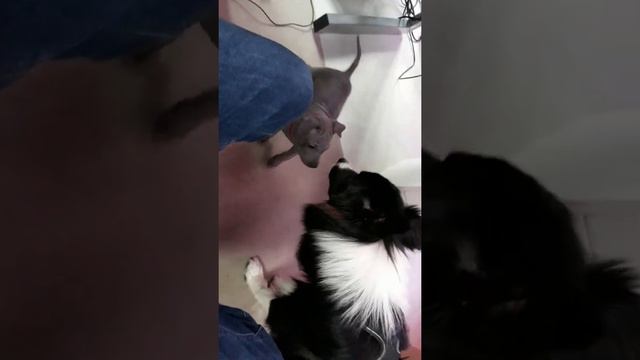 Thai Ridgeback Puppy First Meet with another Dog / Тайский риджбек смотреть онлайн