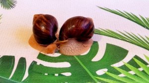 Террариумы для улиток | Содержание улиток | Snails for you