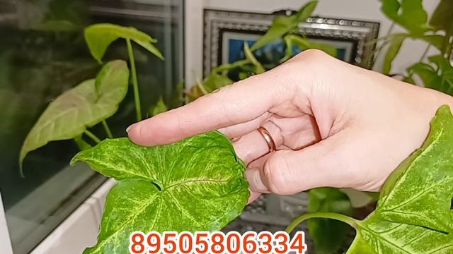комнатные растения: ИЗЛИШКИ