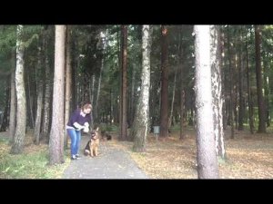 Как стричь когти собаке спокойно?