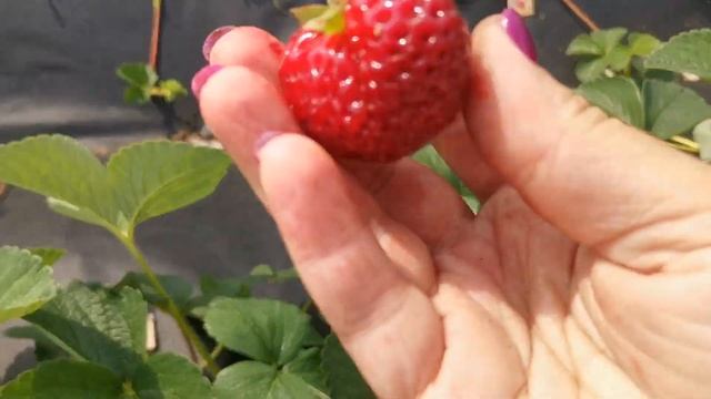 Мице Шиндлер. Поздний. 19 июля. Вкус для души. смотреть онлайн