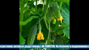 Огурцы: семена лучшие самоопыляемые пучковые длительного плодоношения