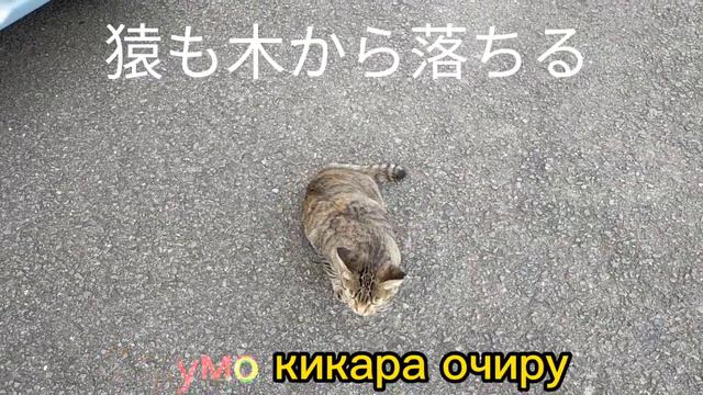 Японская пословица. Даже лучшие ошибаются