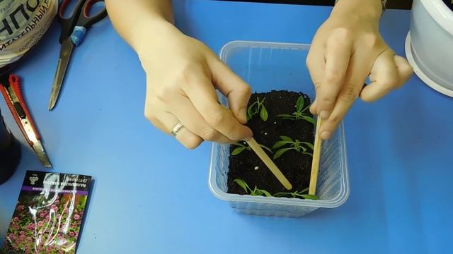 ???КАЛИБРАХОА ! САМЫЙ ПРОСТОЙ СПОСОБ ВЫРАСТИТЬ ! Размножение черенком ( отростком ) смотреть онлайн