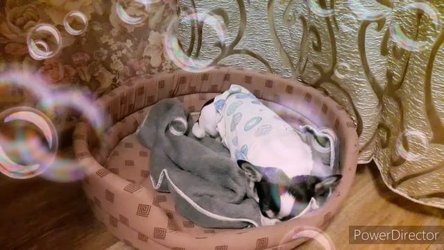 Мальчик ИЛИ девочка?/ какого пола выбрать собаку смотреть онлайн