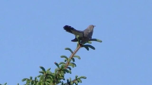 DIY Parabolic Microphone - first tests on calling Cuckoo! смотреть онлайн