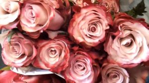 Sweet berry rose