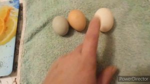 Почему у молодки мелкое яйцо ??