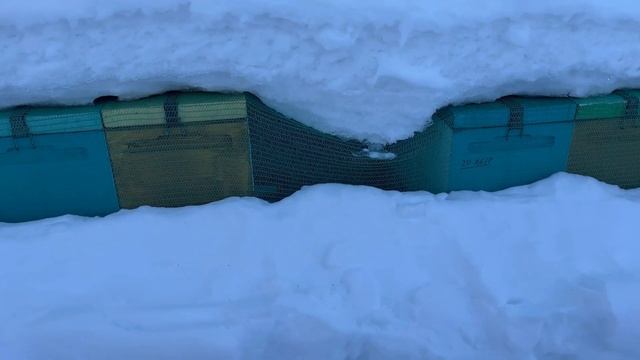 На пасеке с тепловизором 16.01.2023 смотреть онлайн