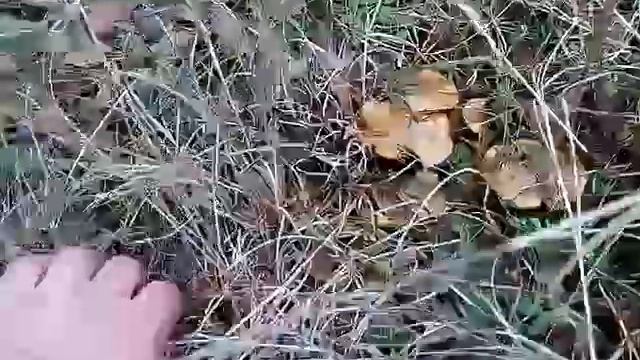 Тихая охота# В поисках маслят смотреть онлайн