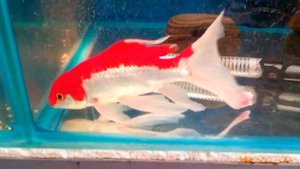 Золотая рыбка Комета  красно -белая