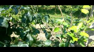 Работа с перепрививками на второй месяц (зелёные операции) часть 4