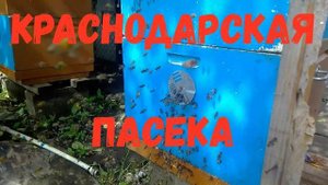 пчёлы на облёте