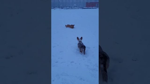 Корги vs Поденгу. Герда загоняла Челси.