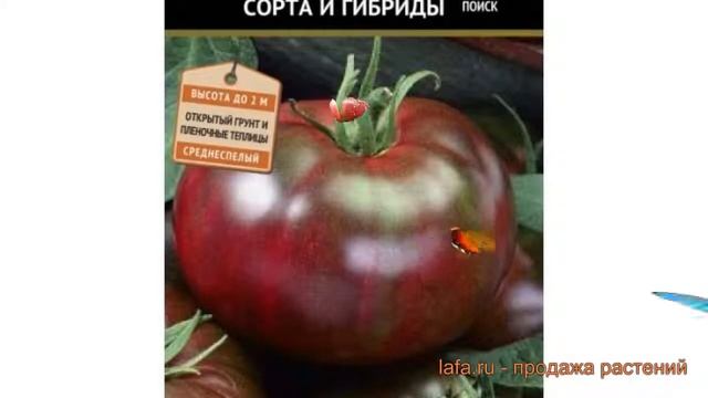 Томат обыкновенный Черный барон (chernyy baron) ? обзор: как сажать, семена томата Черный барон смотреть онлайн