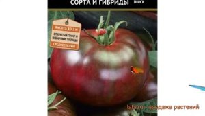 Томат обыкновенный Черный барон (chernyy baron) ? обзор: как сажать, семена томата Черный барон