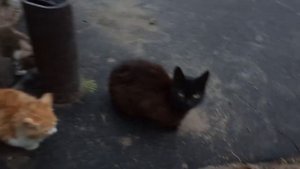 Весёлая песенка про деревню