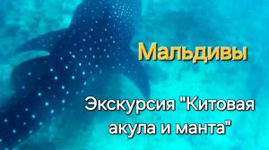 25 серия. Мальдивы. Fihalhohi. Ищу СПА. Экскурсия "Китовая акула и манта". Массаж на Фихалохи.