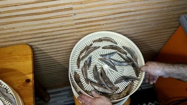 Солю грибы путники и грузди : ) смотреть онлайн