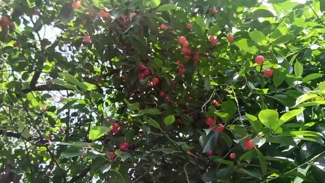 Продажа поросят/Вес Пьетрена в 3 месяца/Обзор поросят 4 дня после рождения/Россия с праздником смотреть онлайн