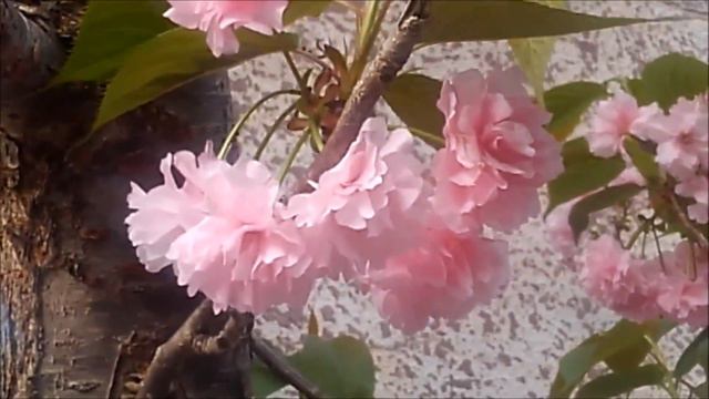 Flowers of April: magnolia, wisteria, dogwood, rhododendron, camellia Japonica, cherry blossoms смотреть онлайн