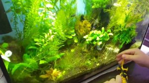 От чего у меня Нитчатка?!