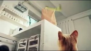 Ам ням убегает от кошки