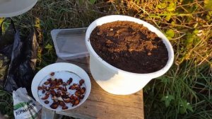 посадка тюльпанов в горшки на улице под зиму