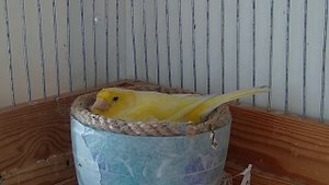 Чем кормить канарейку с птенцами( после вылупления)