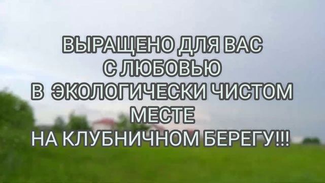 КЛУБНИЧНЫЙ СЕЗОН НАЧАЛСЯ!Немного о нас и о наших ягодках. смотреть онлайн