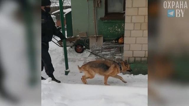 Поздравление от начальника Департамента охраны Александра Шепелева с Днем кинологической службы ОВД смотреть онлайн