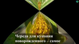 ЧЕРЕДА трава - ЛЕЧЕБНЫЕ свойства: купание детей, для лица, кожи РЕЦЕПТЫ, Отвар череды, как пить