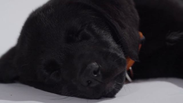 LABRADOR RETRIEVER - ALL About This Popular Breed