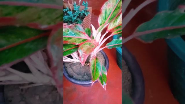 My Aglaonema Plant Update 17.08.2022 | my garden | LUXMI GARDEN | Indoor plants