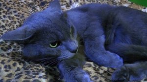 Кошка злится и рычит