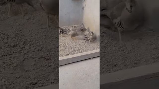 Чуча мода дулан ✖️✖️✖️👍✍️🔔🤝📞 смотреть онлайн