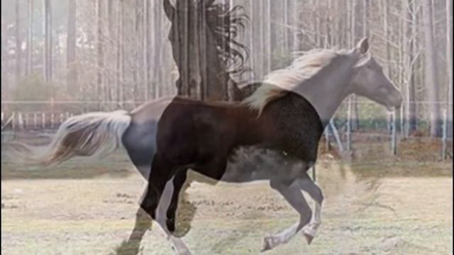 Кони на воде смотреть онлайн