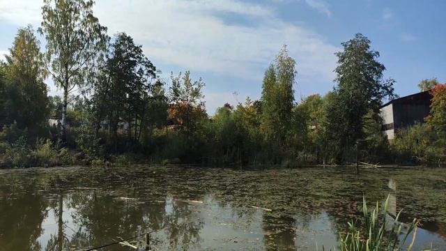 Рыбалка на поплавочную удочку на маленьком пруду. смотреть онлайн