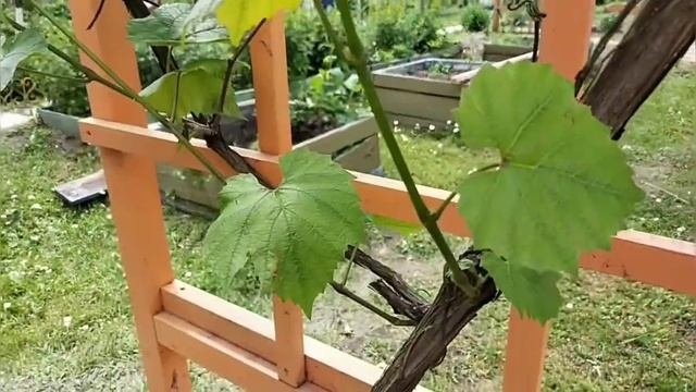 Размножение винограда. Очень простой и лёгкий способ.