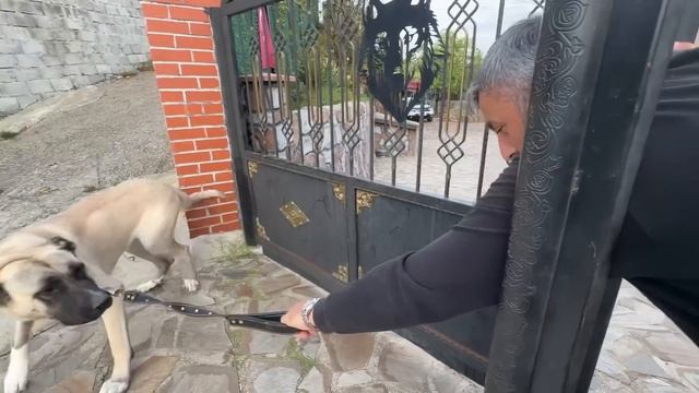 ROTTWEİLER MEKANA MEYDAN OKUMAYA GELDİ ORTALIK KARIŞTI смотреть онлайн