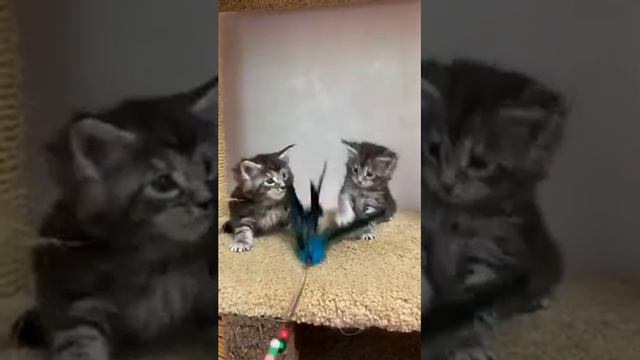 Nesquik & Nutella Мейн Кун котята смотреть онлайн