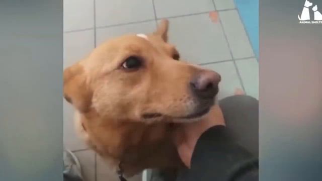 Собака рыдала, она хотела дождаться хозяина, который бросил ее на дороге!😢 смотреть онлайн