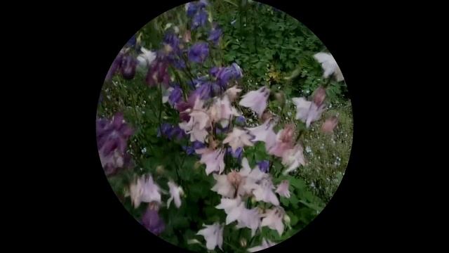 Летняя лень. Сон цветов. Авторское видео смотреть онлайн